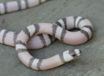 a07 Ghost Honduran Milk Snake_0730.jpg