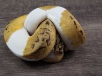 pastel clown pied.jpg