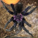 X. intermedia 9i; 6 inch DLS; Molt date 4-20-19; Photo'd 4-21-19.jpg