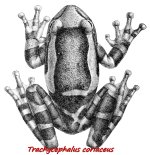 Trachycephalus_coriaceus.jpg