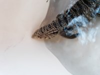 20190806_194016.jpg