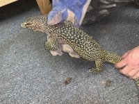 IMG_7655.jpg