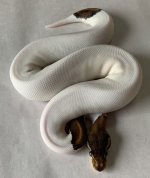 I02-BPPD-2018-Male.jpg