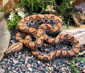 SPxC 19-2 M het $300.jpg