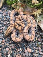 SPxC 19-3 F hypo $650.jpg