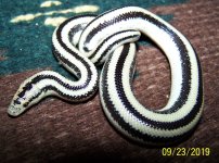 Female 9-24-2019.jpg