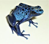 azureus.jpg