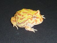 pacman.jpg