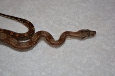 DSC_0032.jpg