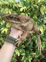 giant toad.jpg