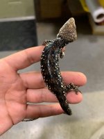 abronia deppii 1.jpg