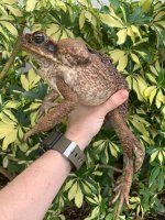 giant toad 2.jpg