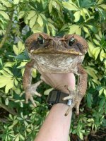 giant toad3.jpg
