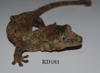 DSC_0392.jpg