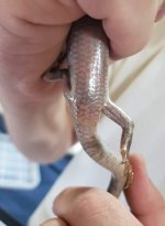 Pink tongue 1.jpeg