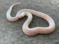 albinobananaf1.jpg