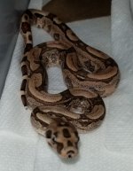 8-24-19 junglebesque red female.jpg