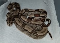 8-24-19 Junglebesque.jpg