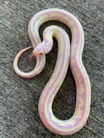 albinobananaf11.jpg