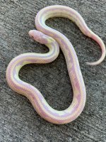 albinobananaf111.jpg