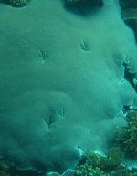 Chickenfoot coral.jpg