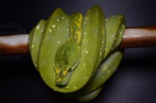 Problem Child-Sire.jpg
