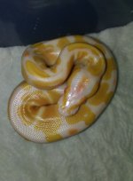 albino hatchling male.jpg