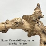 Super Caramel 66% poss Het Granite  F.jpg