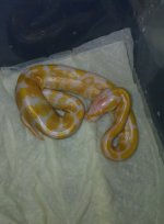 albino hatchling female.jpg