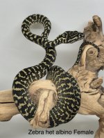 zebra het Albino F.jpg