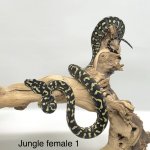 Jungle F1.jpg