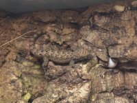 Mourning gecko 1.jpg