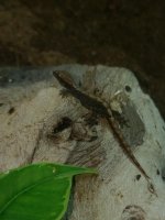 Mourning gecko 2.jpg
