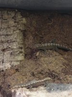 Mourning gecko 4.jpg