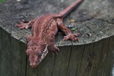 DSC_0003.jpg