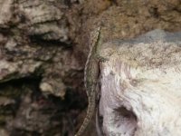 Mourning gecko 5.jpg