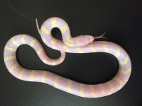albino1.jpeg