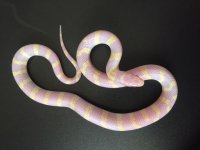 albino2.jpeg