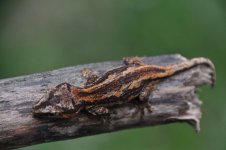 DSC_0070.jpg