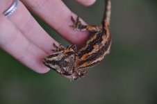 DSC_0071.jpg
