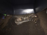 IMG_3470.jpg