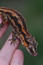 DSC_0072.jpg
