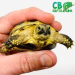 russian-tortoise-for-sale-1.jpg