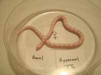 Resize Albino Hypermel California Kingsnake multi het juvenile female Tom Stevens Stock.jpg