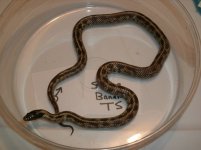 Reszie Stripe Banana California Kingsnake multi het juvenile male Tom Stevens Stock.jpg