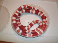 Resize Albino Tangerine Honduran Milksnake female.jpg