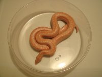 Albino Rosy Boa adult male resize.jpg