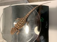 Leatherback male s1 scale.jpg