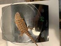 Normalscale female 2.jpg