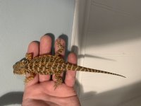 Normalscale female 2 back.jpg